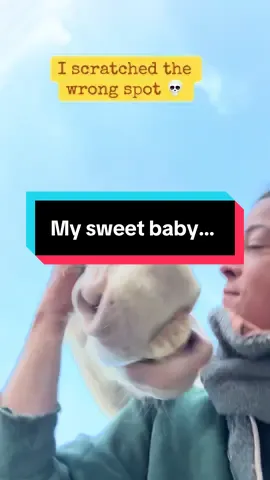 Jilli has been trying to unalive me 😂😂 watch the end for some extra evil #horse #evil #blueeyes #funnyvideo #watchout 