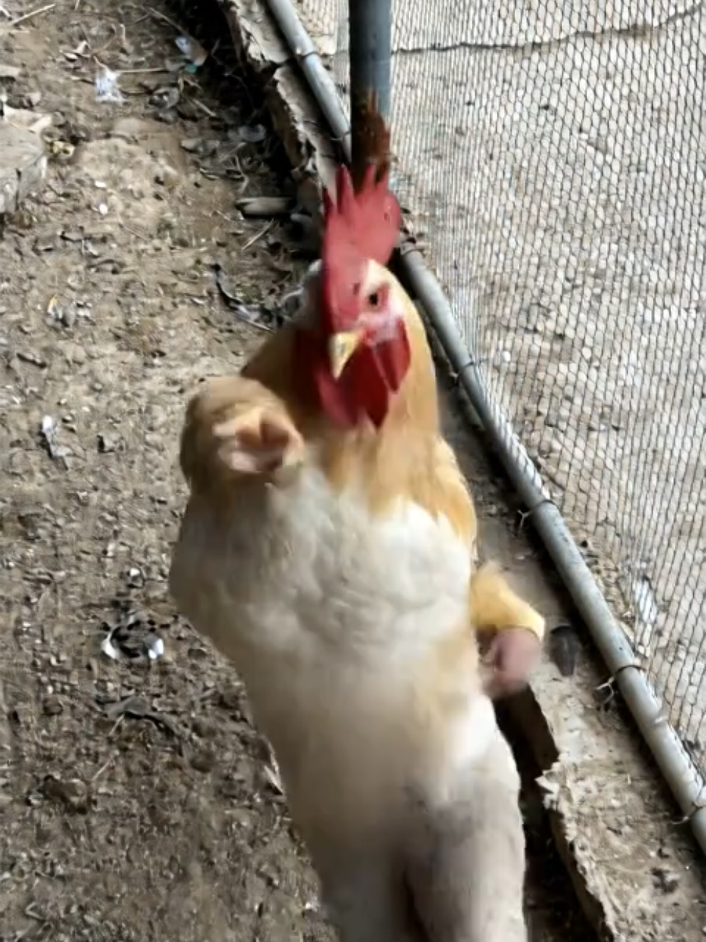 Động vật đáng yêu #xuhuong #chicken #dance #funnyvideos #chickendance 