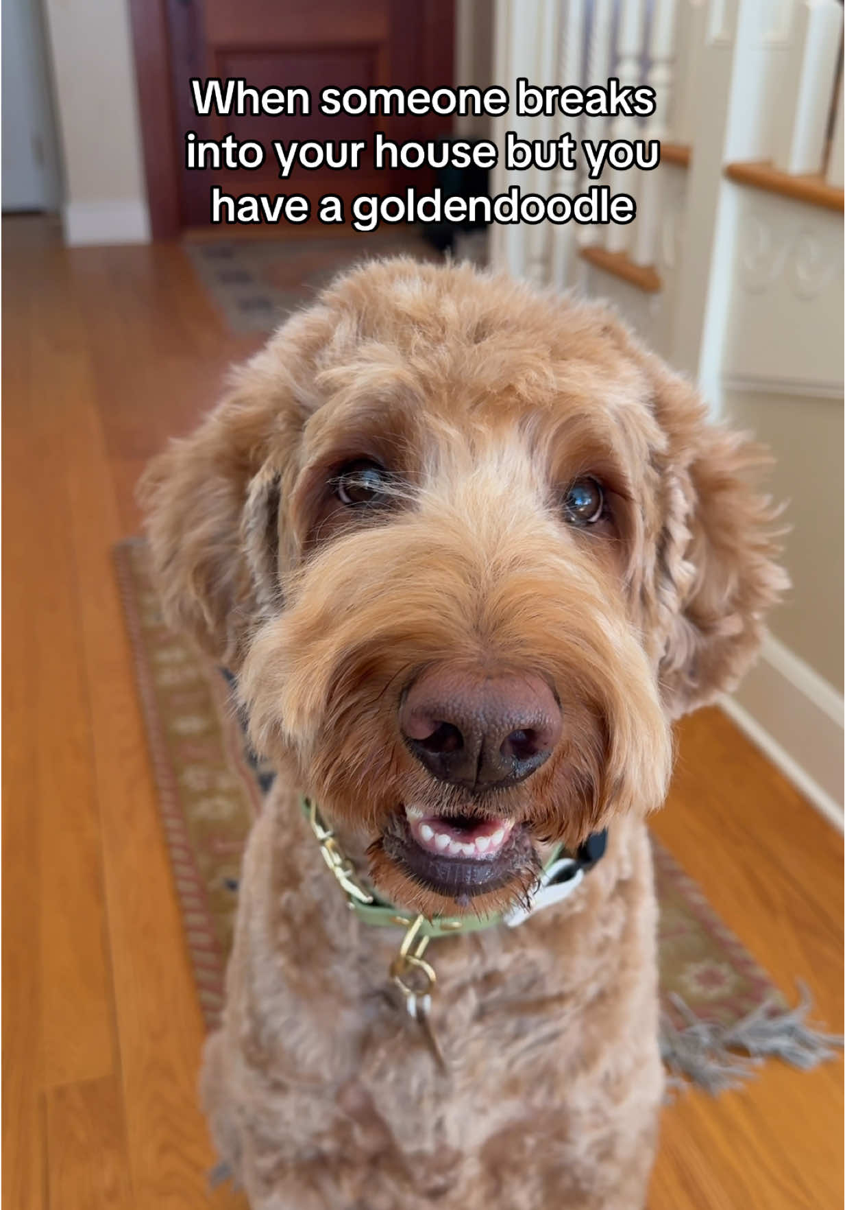 Do you want the house tour?  #dogs #goldendoodle #dogsoftiktok 