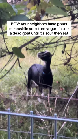 Storing yogurt inside goat skin bag allows it to ferment and becomes packed with beneficial gut bacteria. It’s also easier to digest after the fermentation, since it has more lactic acid. This is a Persian method to make maast-e poost, which translate literally to yogurt of the skin 