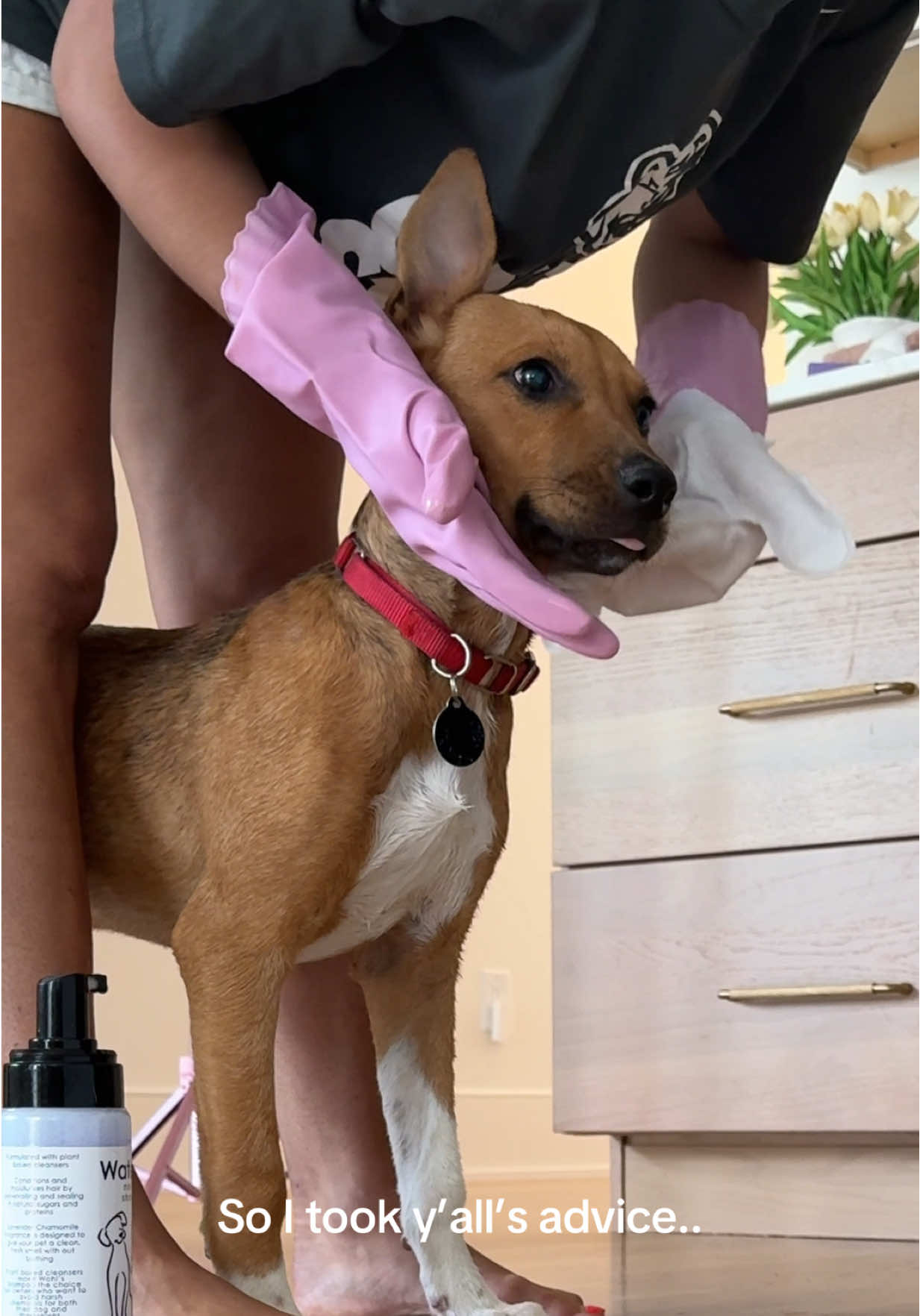 figuring this foster dog mom stuff out thank yall for all the tips & recommendations! Pepe is still looking for his forever home through @Wags & Walks Nashville 🥰🐾