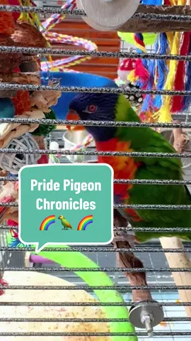 #rainbowlorikeet #lorikeet #parrotsoftiktok #exoticanimals #exoticpets 