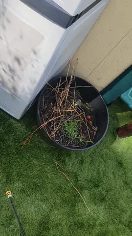 all I used was the power washer with just the water. no chemicals needed#dustyjean #tiktok #cleaningtiktok #CleanTok #clean #powerwashing 