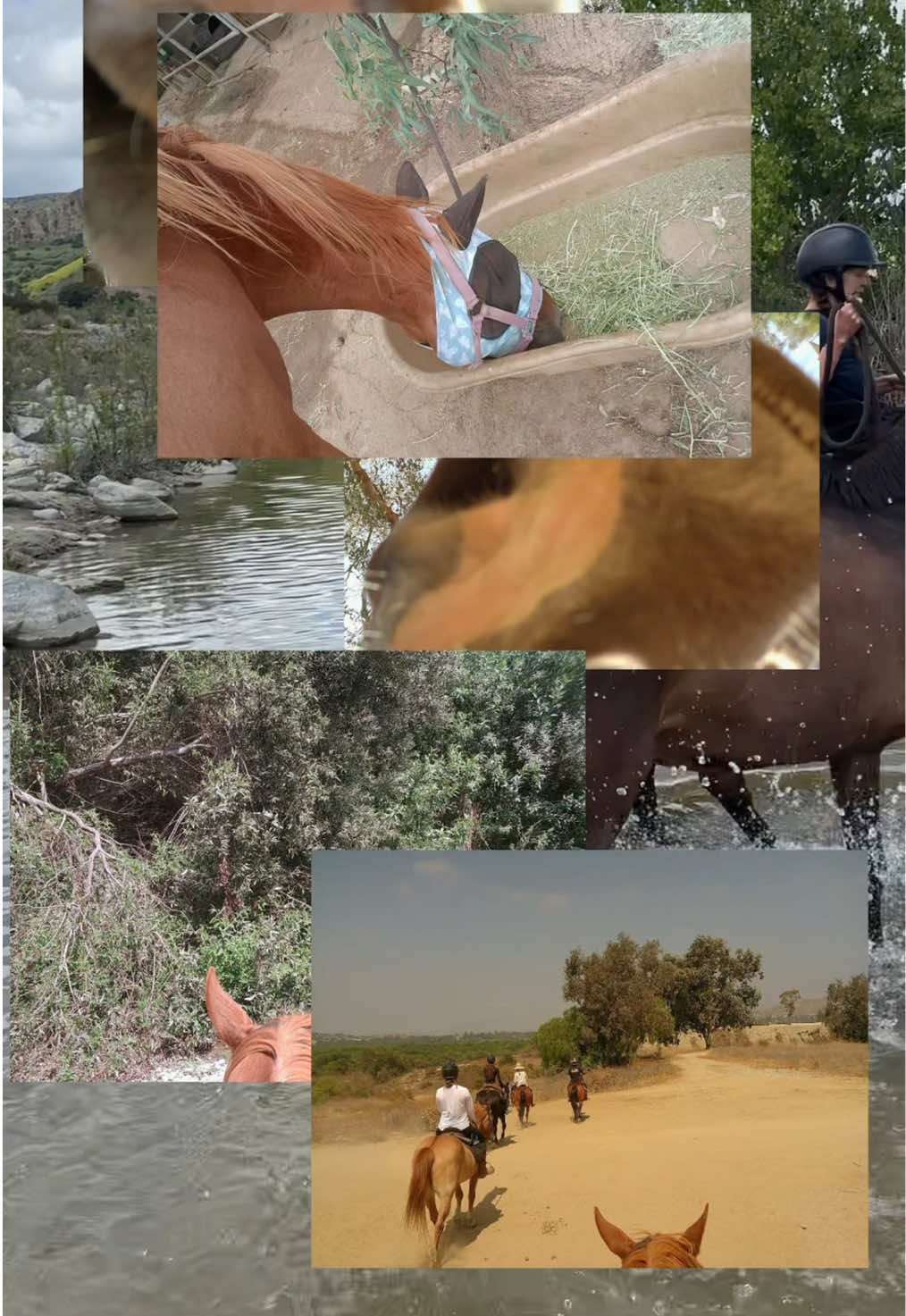 Camp Snap + horseback adventures = photos we’ll never get over🤩🐎📸 #digitalcamera #filmcamera #adventure #horsesoftiktok #equestrian 