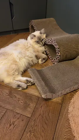 Pasha being bored 🤭🩵#petlove #ragdollcat #ragdollkitten #cutecat 