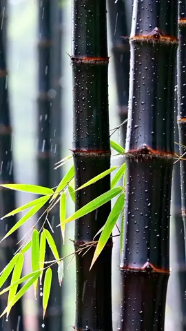 Nature #wallpaper #wallpapers #wallpapervideo #livewallpaper #4kwallpaper 