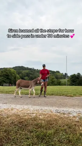 Before yesterday, Siren had never been asked to turn on his haunches, yielding his hip, etc. Want to know how I taught him in under 30mins? Subscribe to our FB page to learn 💕