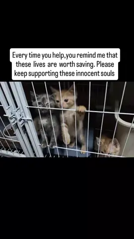 We're out of food for these precious babies. kindly please donate via link in bio to help. Every little bit counts 🙏