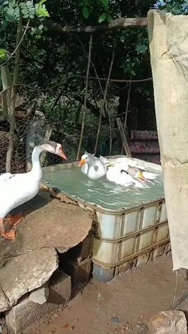 #amorporlosanimales #trujillovenezuela #brahma #gallinas #gansos 