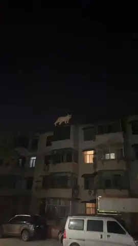real big cat