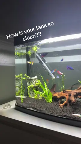 🐠 #bettasorority#shrimp#catfishes#fyp 