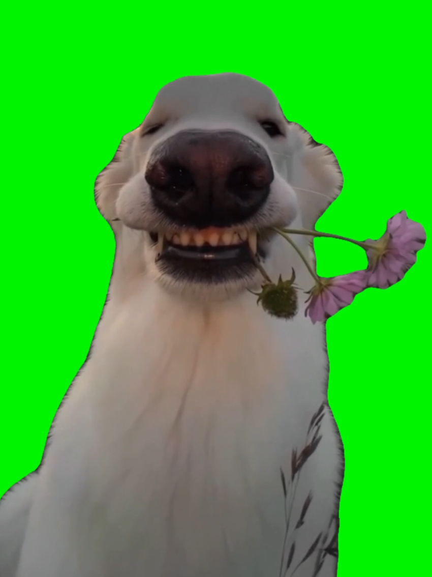 @fang_w3's adorable pup steals the show - holding flowers in his mouth while bopping along to an upbeat track. Pure wholesomeness in motion, perfect for spreading positivity and wishing everyone a great day! #GoodVibesOnly #FlowerDog #WholesomeTok #DogMeme #ViralPets