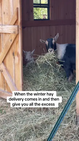 There is no shortage of hay for these goats! Nearly 300 bales sitting in our barn right now. Feeling GOOD about winter 🥰  #hay #farmstead #livestock #winteriscoming 