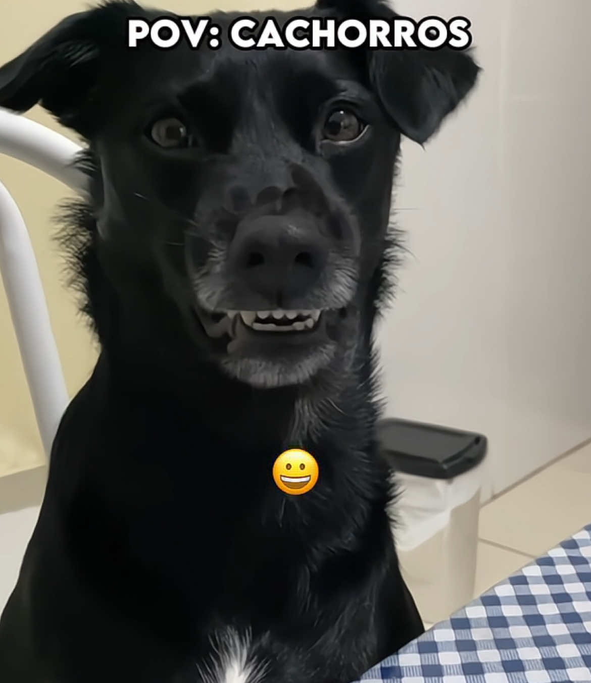 Pov: cachorros #pov #cachorro #dog #perolasbrasileiras #memes 