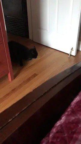 #fyp #ajdevalntig #blackcatsoftiktok #cat #catmom 