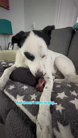 Nobody rocks bedhead like @sorrycharlie 🐩… #bedhead #woeisme #tinyviolin #worldssmallestviolin #dogfriends  