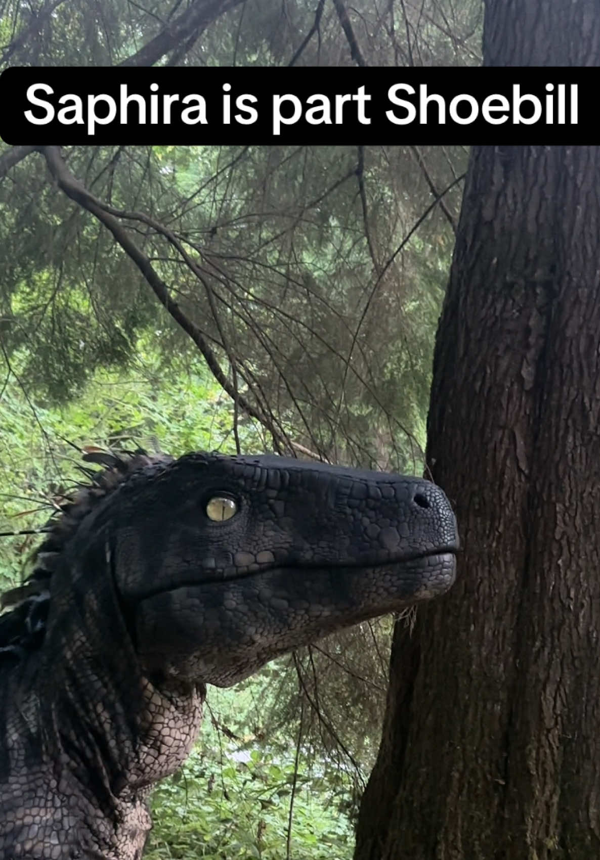 You all know the #shoebillbird it’s cooler name is “Balaeniceps rex” they are incredible birds!!! so prehistoric looking 🤘✊ 