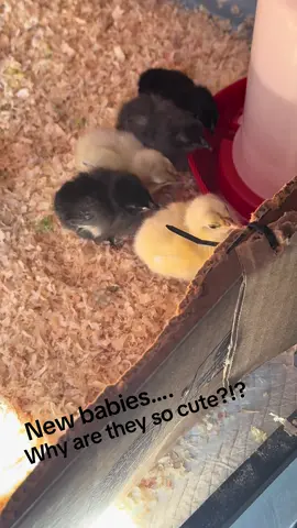 Fresh babies! #babies #hobbyfarm #farmlife #cute #chicks 