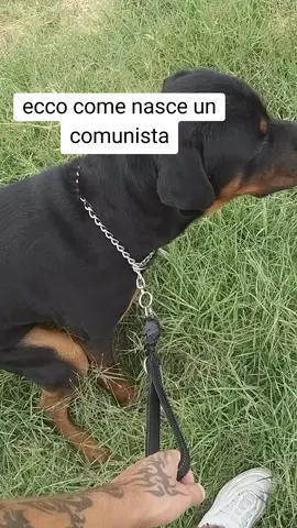 ANTICOMUNISTA  #destra  #anticomunista  #rottweiler   #italia 