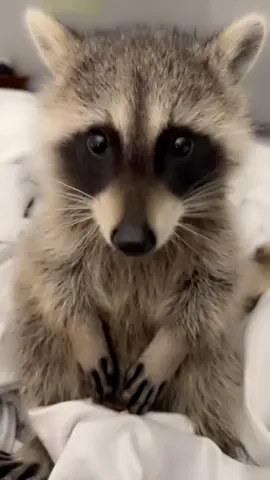 Cutie #raccoon #florida #raccoonsoftiktok #floridawildlife #snacking 