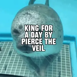king for a day by pierce the veil seal music video for @Emo gremlin  #seal #sealtok #piercetheveil #ptv #kingforaday 