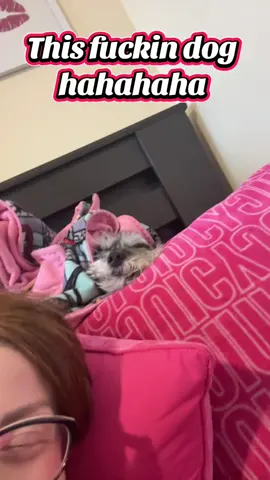 Hahahahah crying #fyp #viralvideo #trending #schnauzer #icantbreathe 