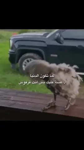 الا الفرفوش  #صامد رغم الظروف🤣