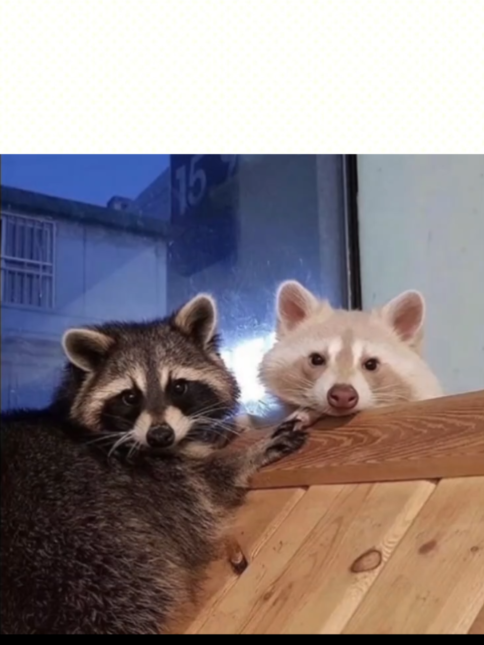 oh to be a raccoon with my racoon lover 🩷 ~ #couple #couples #cute #raccoon #thisisus 