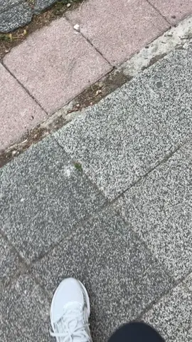 Was that a side-eye  #cat #notimpressed #kittenlove #cattok #kitty 