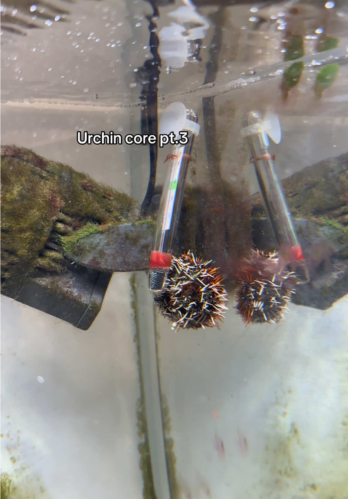 We lowkey gotta name this guy 😭 #fyp #reefsync #saltwateraquarium #fishtok #urchin 