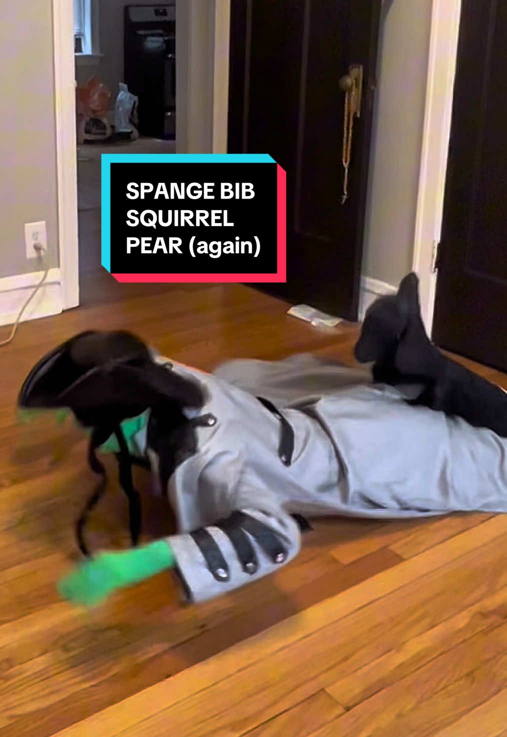 A youtuber requested that Seymour sing the spangibib song (for a second time) enjoy some Seymour shenanigans :D #sirregi #yeeolddumbass #spongebob #funny 