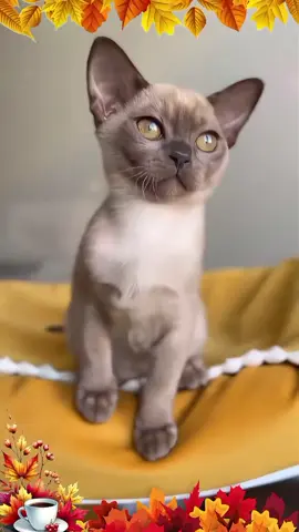 #ВэтотДень #доброеутро #сдобрымутром #добрыйдень #котики 