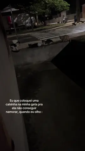 #gatos #viral #foryoupage #namorar #meme 