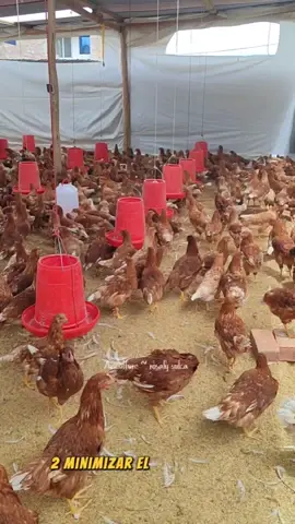 9 consejos sencillos para aumentar la producción de huevos en las gallinas 🐔🥚🐣#gallinasponedoras #consejosdeavicultura #tipsdegranja #cuidadodeaves #huevosorganicos 