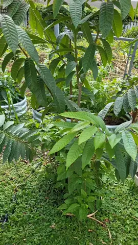 Plantas de Aji Cachucha  #ajicachucha #garden #tips #aji 