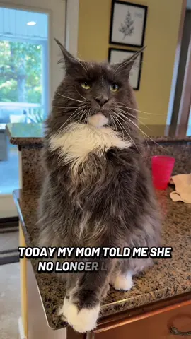 #fyp #mrlokibadoki #xyzbca #catsoftiktok #maincooncat 