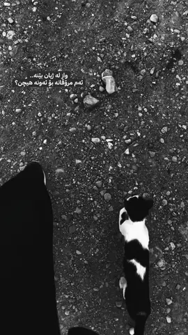 لەگەڵ شێر🖤. #foryoupage #foryou #fyppppppppppppppppppppppp #shaua @fyp tiktok @TikTok ##fy 