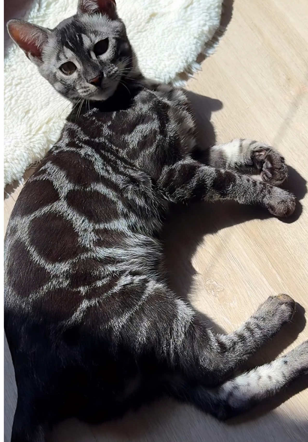 Charcoal Silver Bengal kitten 🐆🖤💙 Elite GrandGlow cattery ⚜️ * * * * #charcoalbengal #blackbengal #silverbengal #bengalkitten #silvercharcoalbengal                    