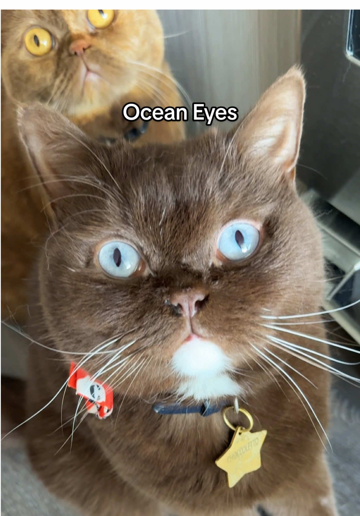 Both of my cats said 👁️👄👁️… 😂💙 #catmom #oceaneyes #britishshorthair #britishshorthaircats #catsoftiktok 