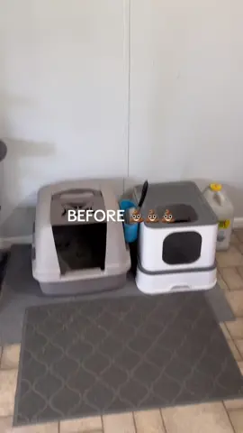 so much cleaner 🧹 #fyp #catsoftiktok #catlover #viral #cattok 