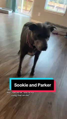 Sookie and Parker chronicles @Peter Parker  #dogsoftiktok #puppiesoftiktok #dogteethcleaning #fyp #jaitianae 