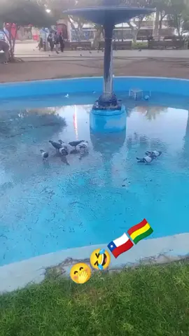 #solocontenidotiktok😎 #bolivianaenchile🇧🇴❤️🇨🇱 #temporerosenchile🇨🇱🇧🇴 #solohumorenchile😂😂😂 #lachoquitalinda❤️😍🥰😘 