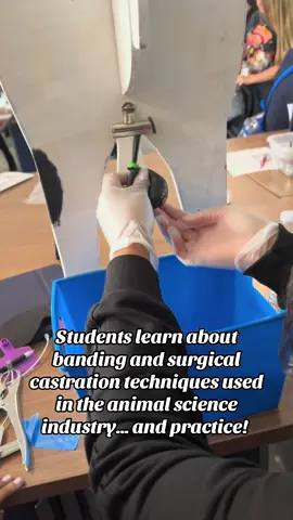 Poor Carl has had it rough today!  #cattle #animalscience #vet #fyp #teachag 