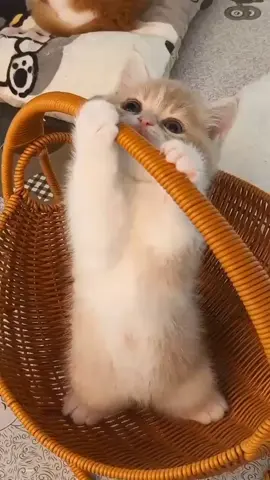 Kitten in a basket 🧺 #plushkitty #smol #playful #smallbutmighty #foryoupage