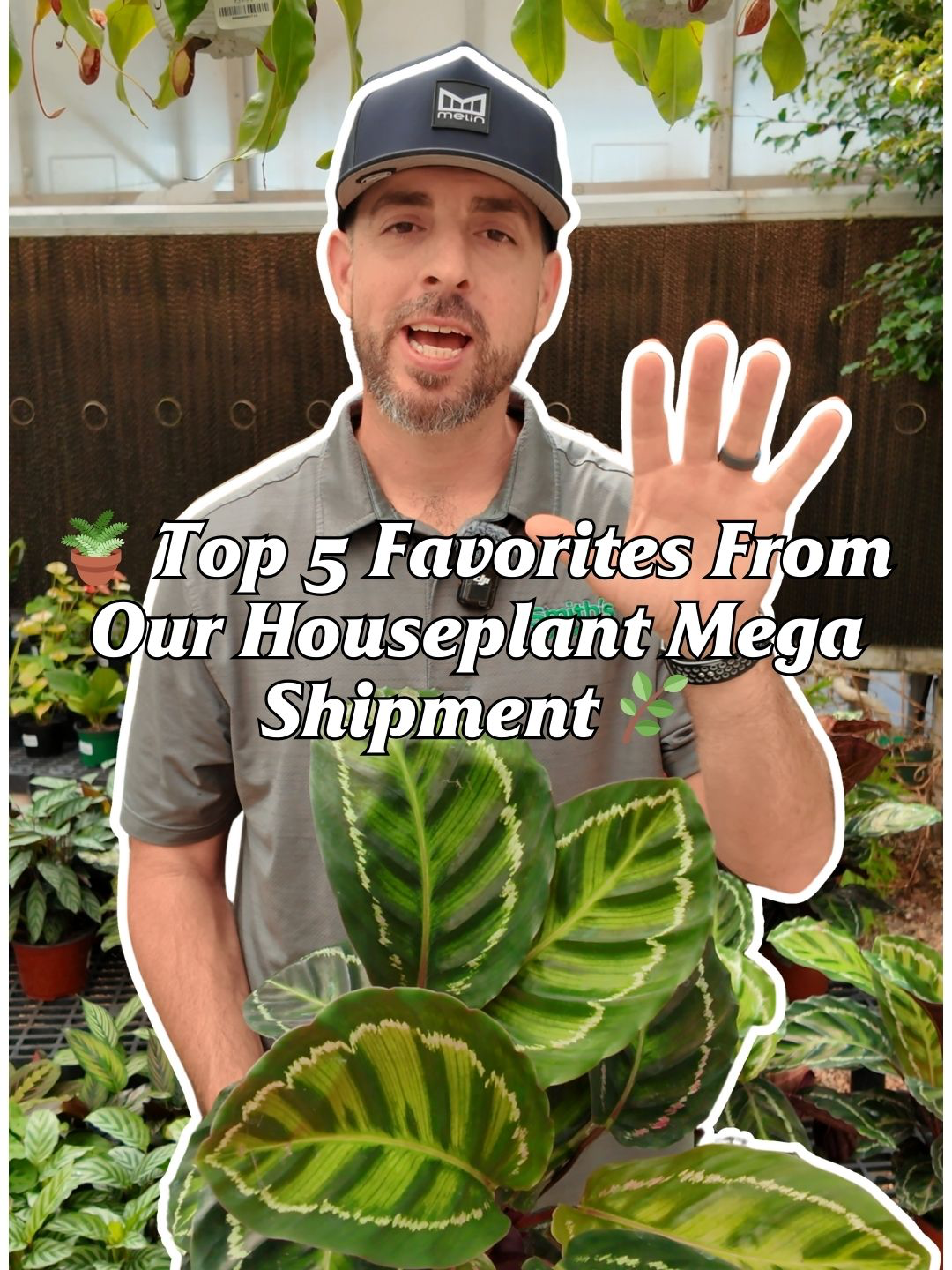 🌿 Just got in our biggest houseplant shipment of the year and I had to pick my Top 5 favorites 🪴✨ Which one would you take home? 👇 #smithsgardentown #houseplants #planttok #plantlover #plantshopping