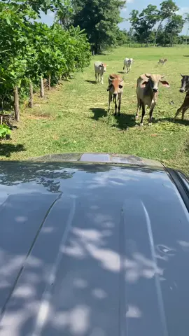 #LIVEIncentiveProgram #LIVEwithlowfollowers #PaidPartnership 