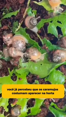 🐌 Sabe aqueles caramujos que aparecem e acabam com a horta? Com essa receita caseira você elimina o problema de forma simples e sem venenos. ✨ Receita: 2 dentes de alho amassados 1 pimenta picada 50 g de sal Deixe de molho em água por 6 horas, coe e dilua em 15 litros de água. Depois, é só borrifar nas folhas e no dia seguinte sua horta estará livre de caramujos. 🌿 Se você gosta dessas soluções naturais, no link da bio você encontra manuais exclusivos, o app Jardim Inteligente e outros conteúdos para cuidar da sua horta de forma prática e saudável. #plantas #jardin #jardinagem #horta #hortaemcasa   