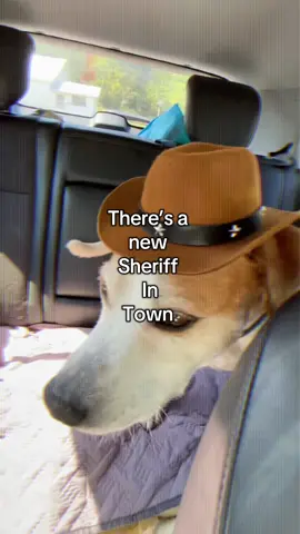 He’s tough on crime …and rawhides #Terry #dogsoftiktok 