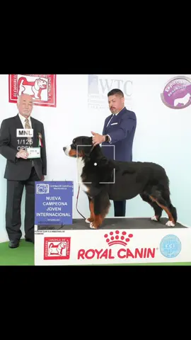 #DogShow #bernesdelamontaña #boyerodeberna #dogsofttiktok #bernesemountaindogpuppy 