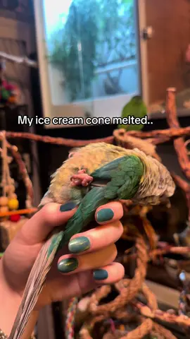 What do i do  #conure #parrots #bird #greencheekconure #parrotsoftiktok 